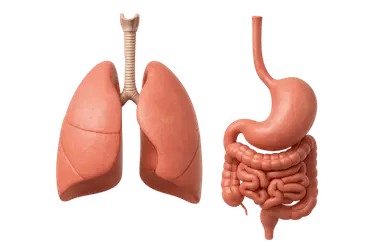 Sistema respiratorio y digestivo relacionados con causas extraorales del mal aliento
