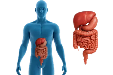 Ilustración del sistema digestivo relacionada con sensibilidad dental y reflujo ácido