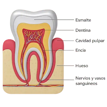 Diagrama del diente mostrando esmalte, dentina y nervio dental en sección transversal
