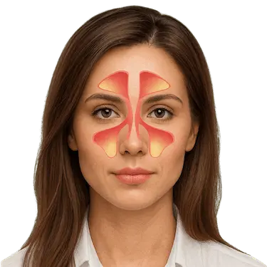 Mujer con ilustración de senos maxilares relacionada con elevación de seno maxilar en Murcia